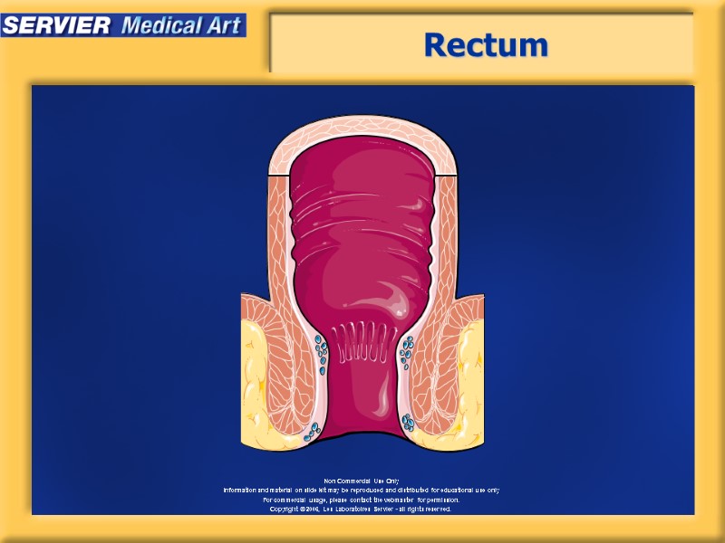 Rectum